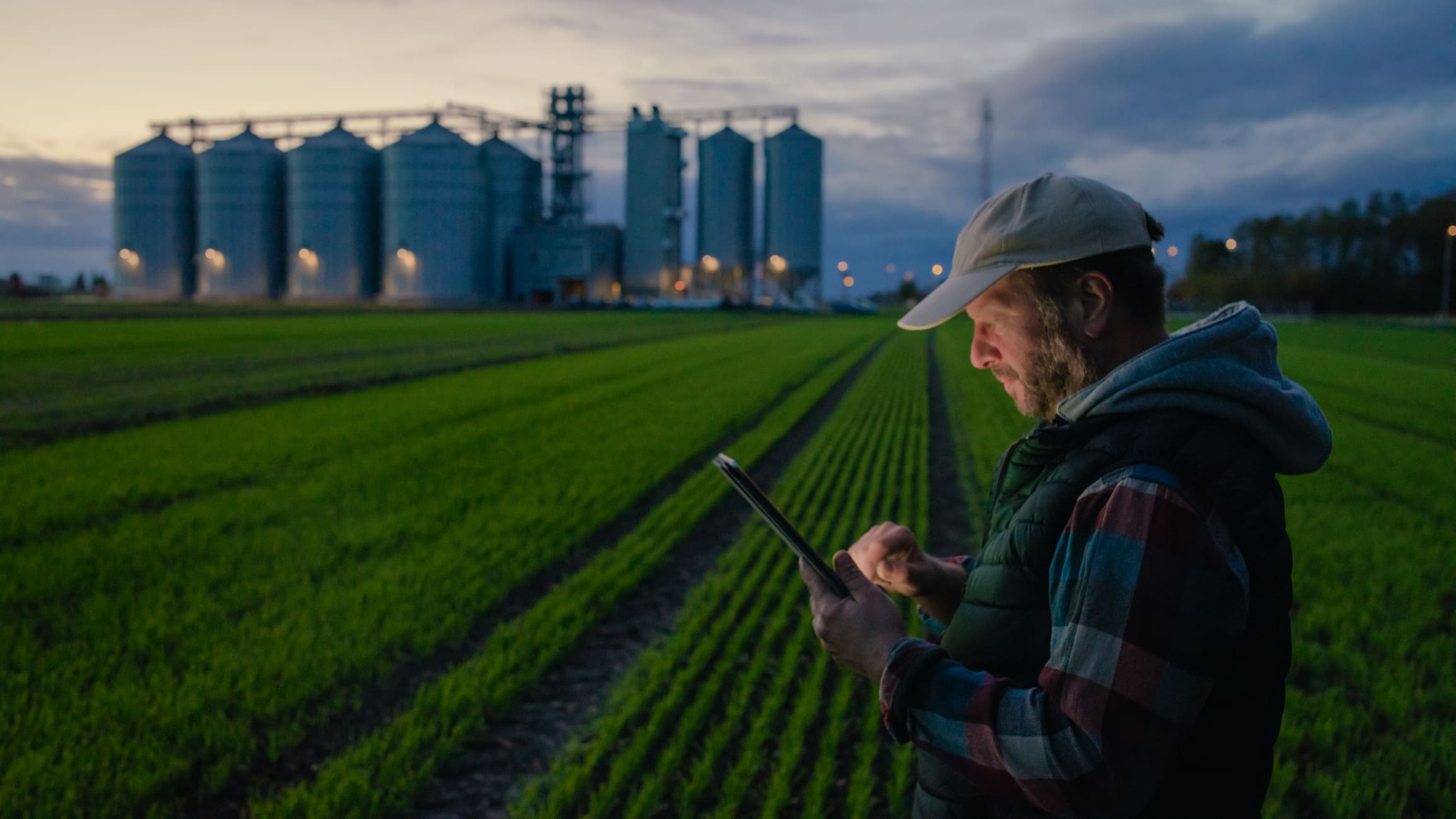 A grower reviewing data on a tablet in the field at dusk